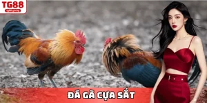 đá gà cựa sắt tg88